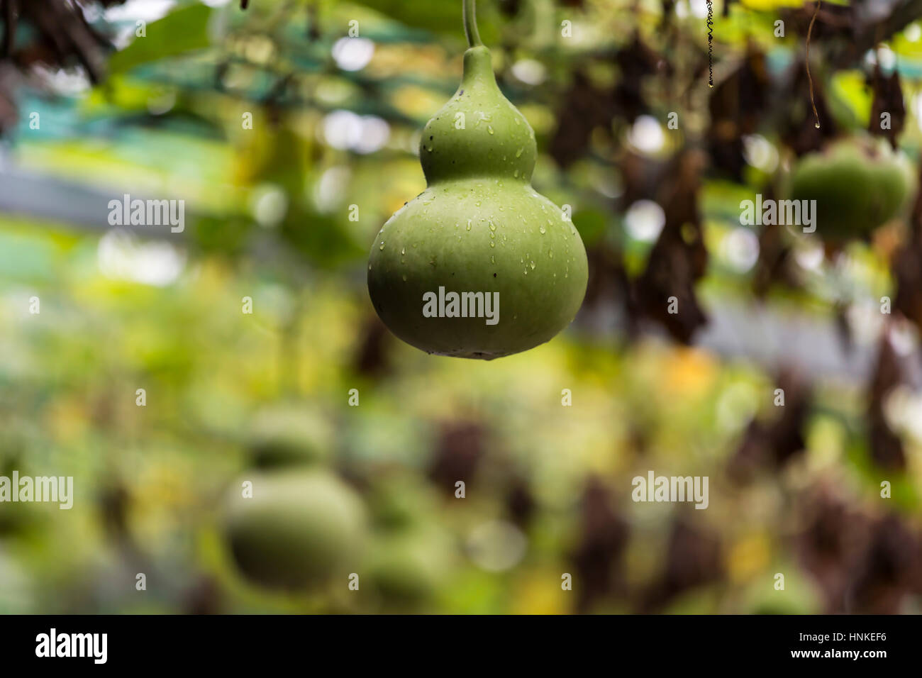 Hanging gourds hires stock photography and images Alamy