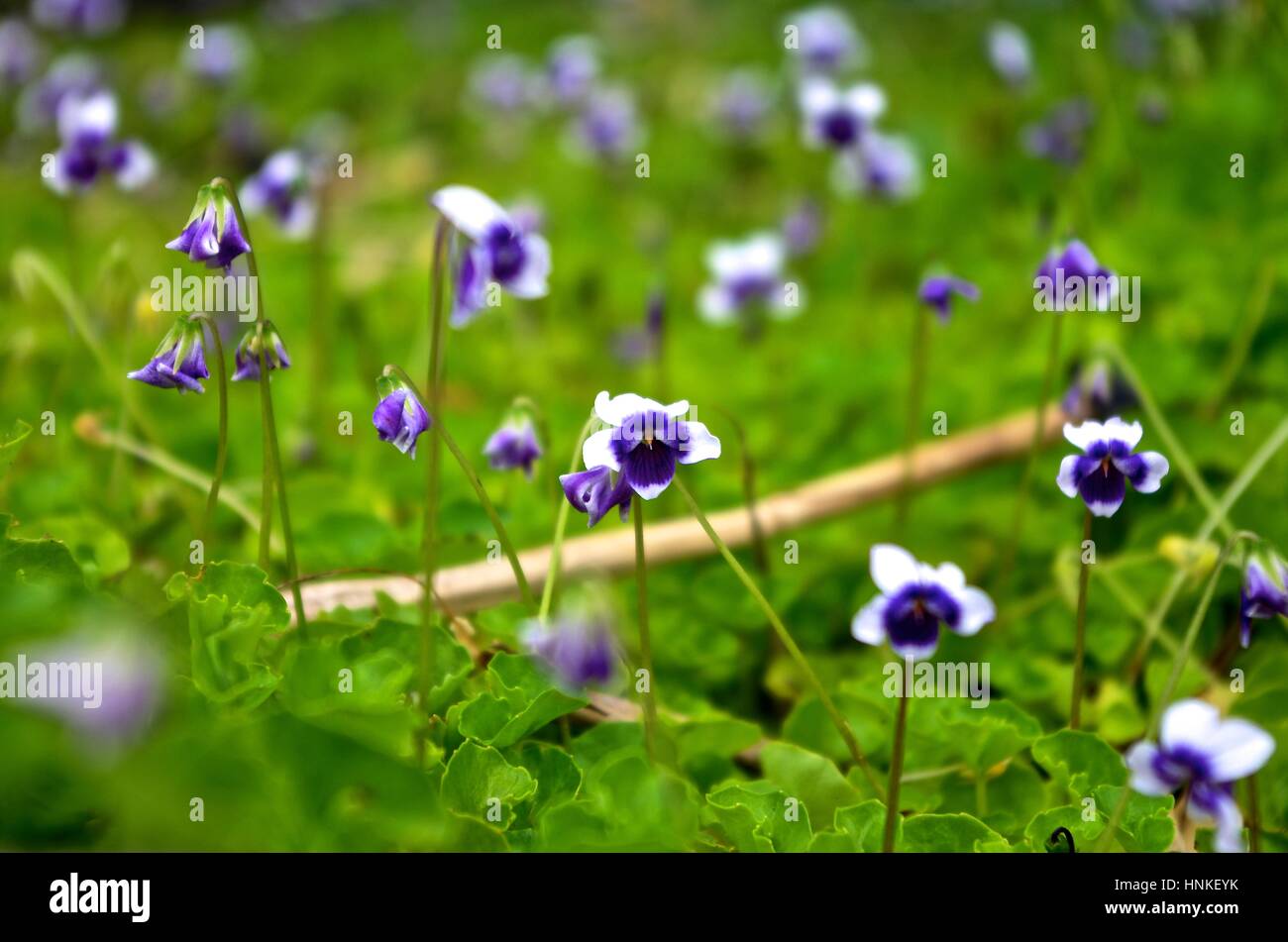 Purple ground cover flower hires stock photography and images Alamy