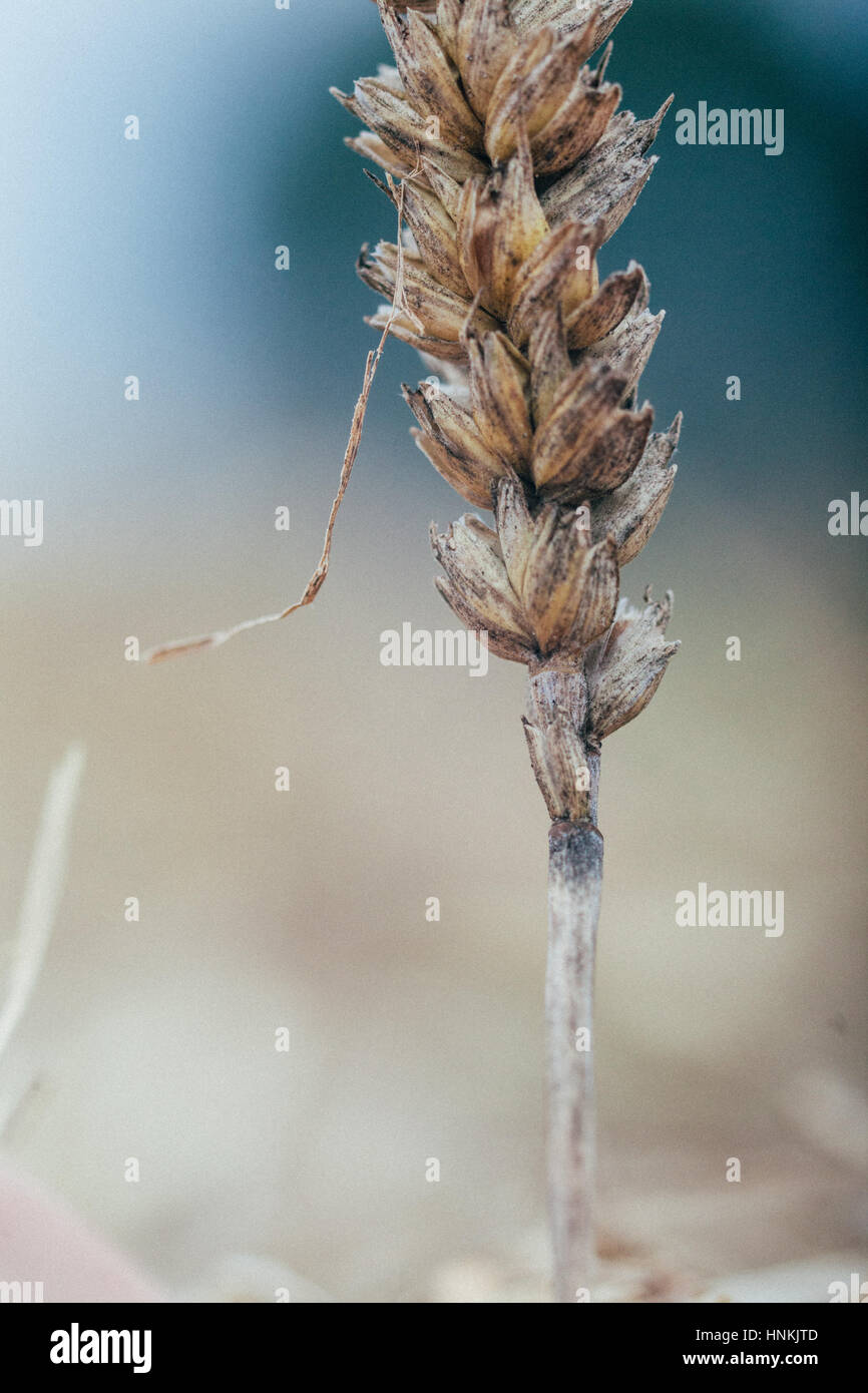 Macro closeup of oat ear on a field. Editorial. Macro image. Stock Photo