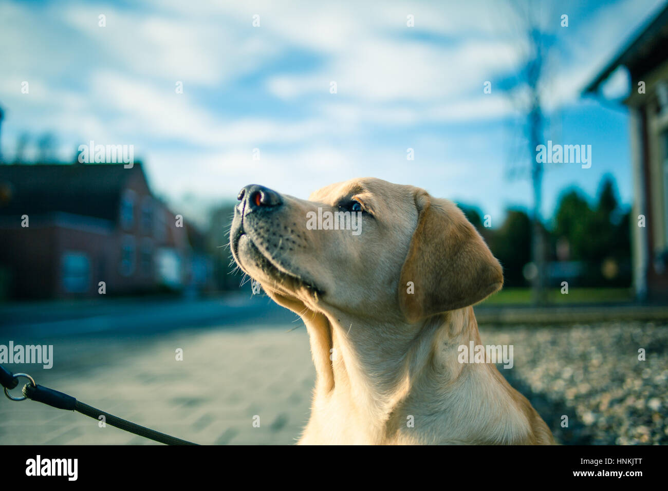cute young white labrador retriever sitting on the pavement and looking attentive at his owner Stock Photo