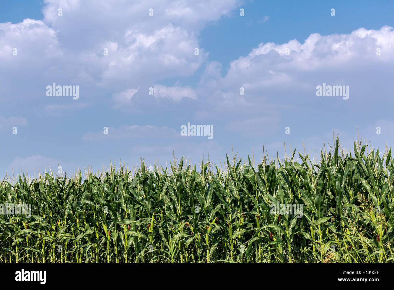 Indiana, corn,field hires stock photography and images Alamy
