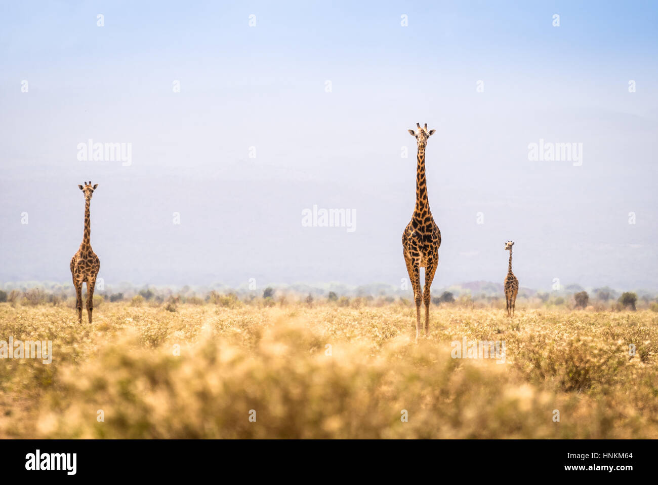 Three giraffes walking through the savanna, Kenya Stock Photo