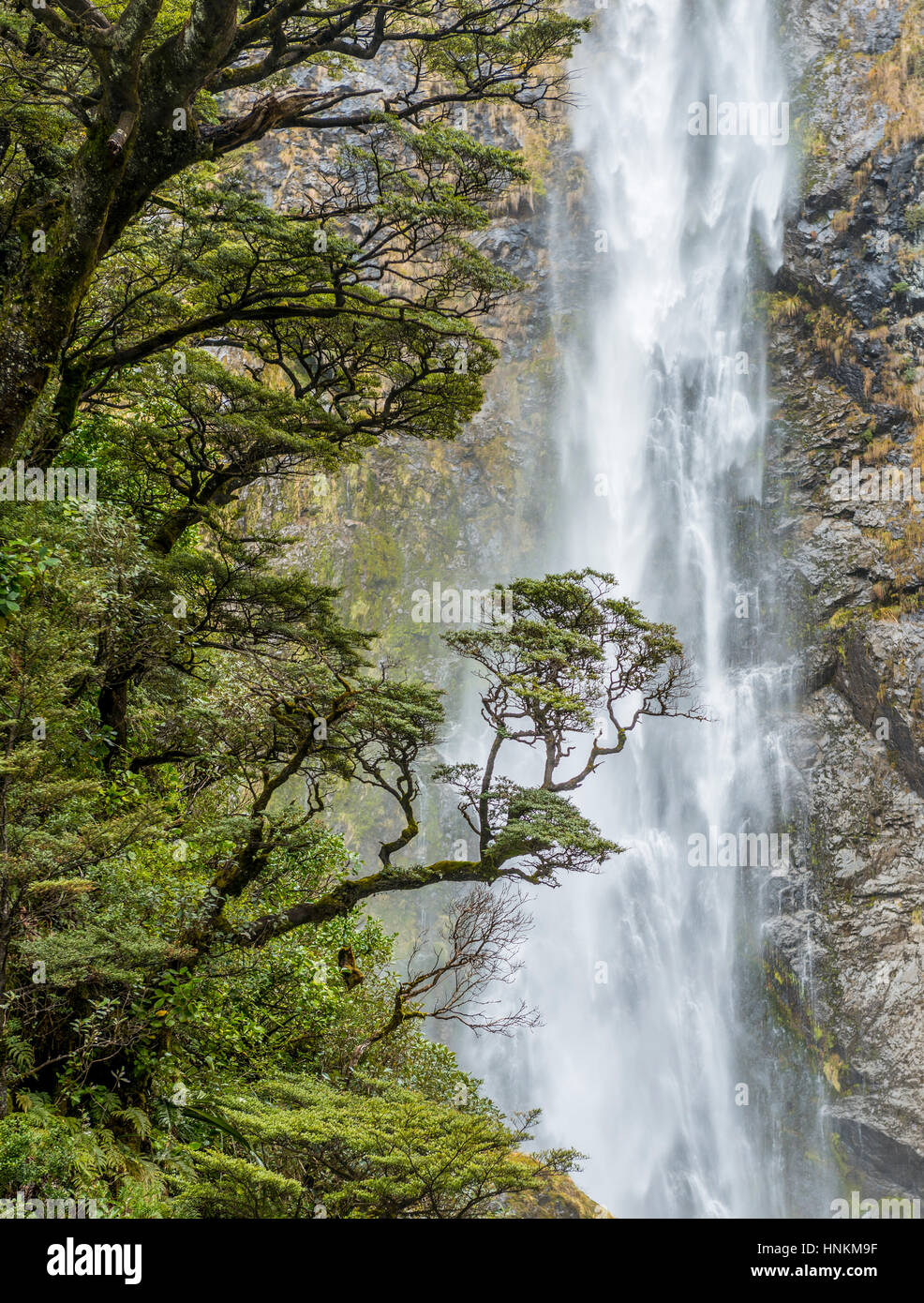 Branch of a tree in front of waterfall, Devils Punchbowl Falls, Arthur&#39;s Pass, Canterbury Region, Southland, New Zealand Stock Photo