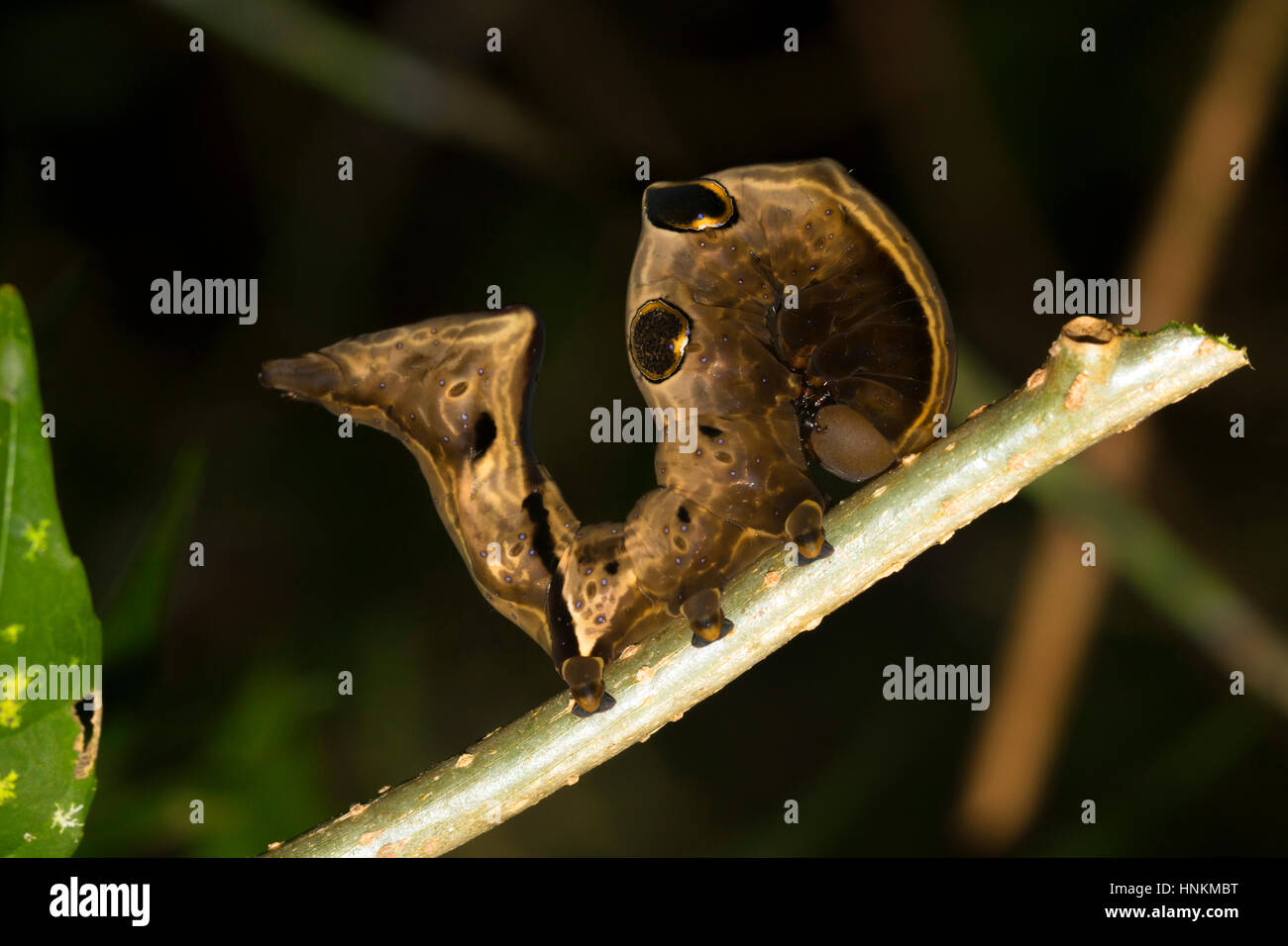 Caterpillar, Mimicry, north-west coast, island of Nosy Be, Madagascar Stock Photo