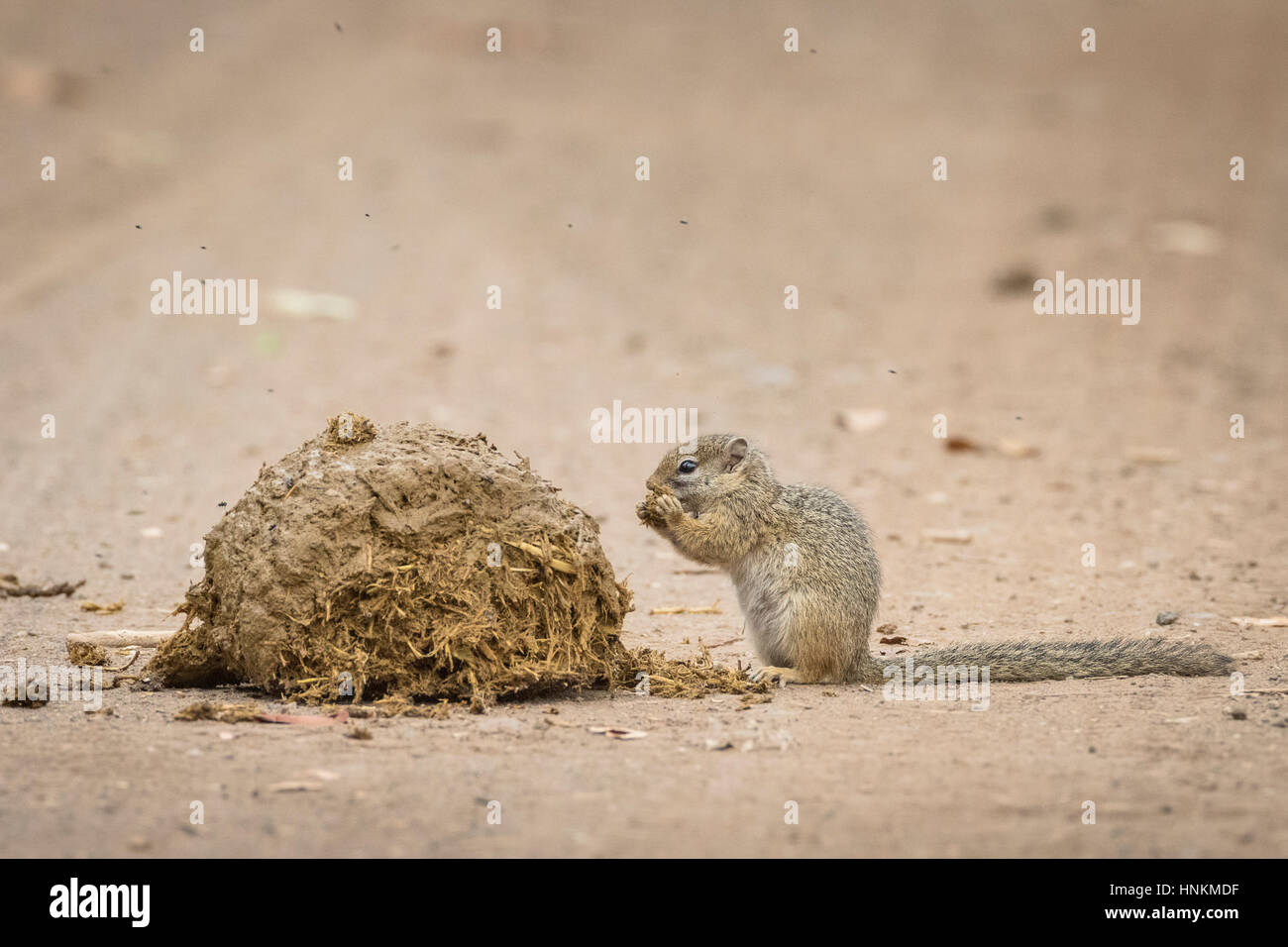 Smith's bush squirrel (Paraxerus cepapi) on elephant dung, Kruger National Park, South Africa Stock Photo