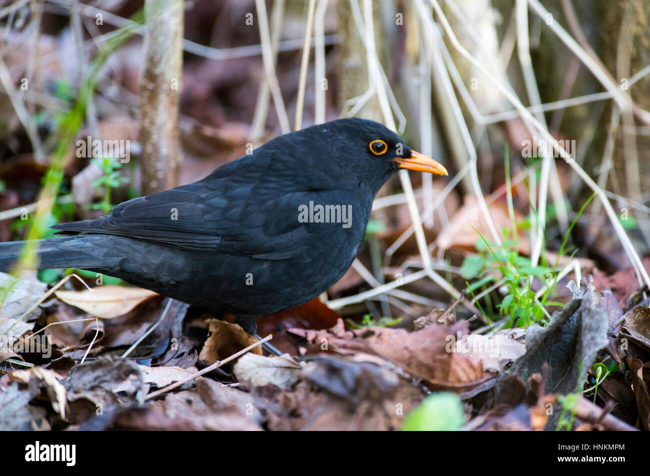 British bird a Blackbird Turdus merula foraging for food amongst winter leaves in a park Stock Photo