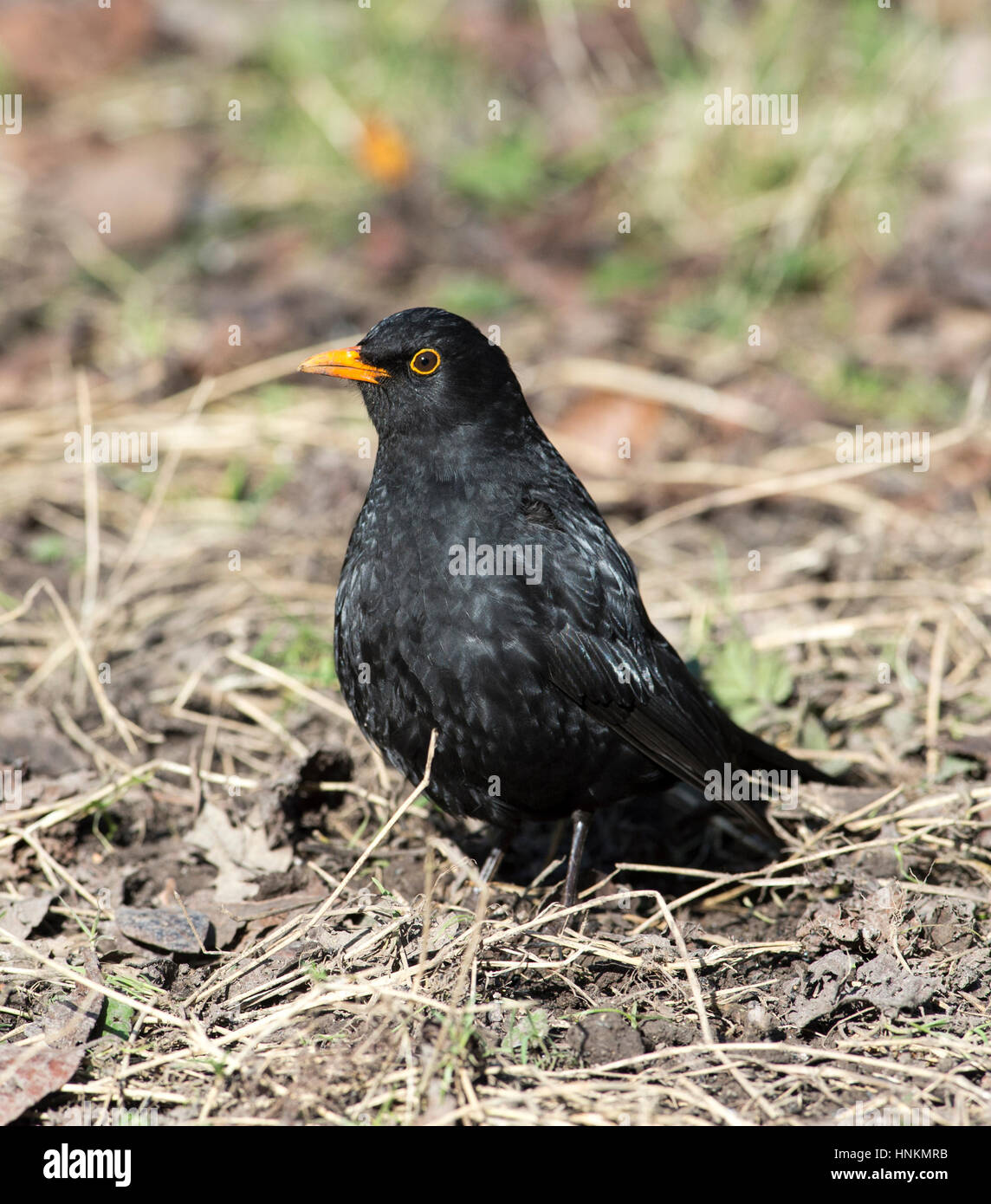 British bird a Blackbird Turdus merula foraging for food amongst winter leaves in a park Stock Photo