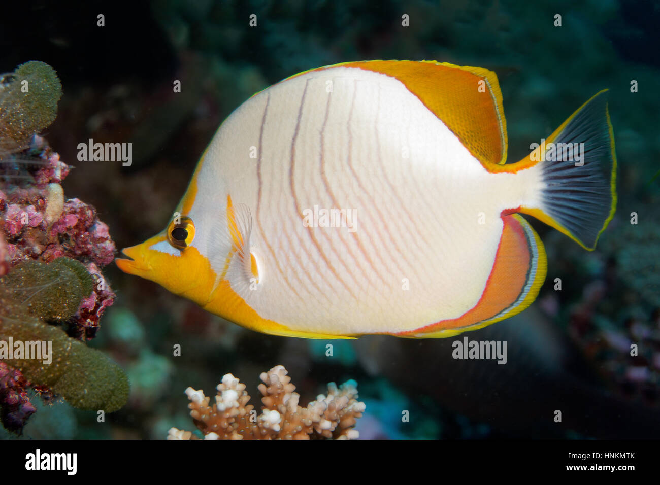 Yellowhead butterflyfish (Chaetodon xanthocephalus), Indian Ocean, Maldives Stock Photo
