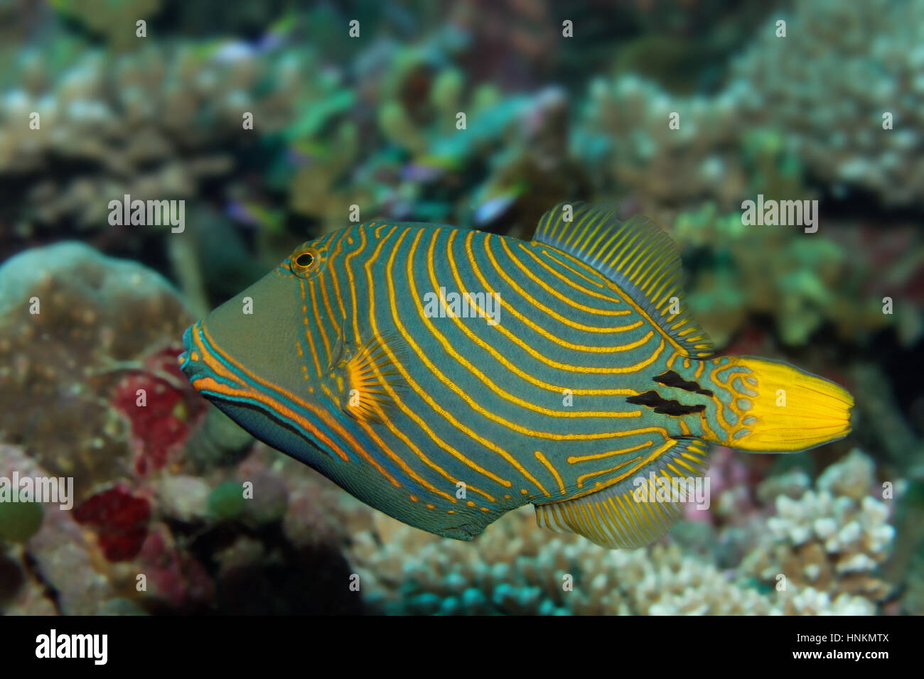 Orange-lined triggerfish (Balistapus undulatus), Indian Ocean, Maldives Stock Photo