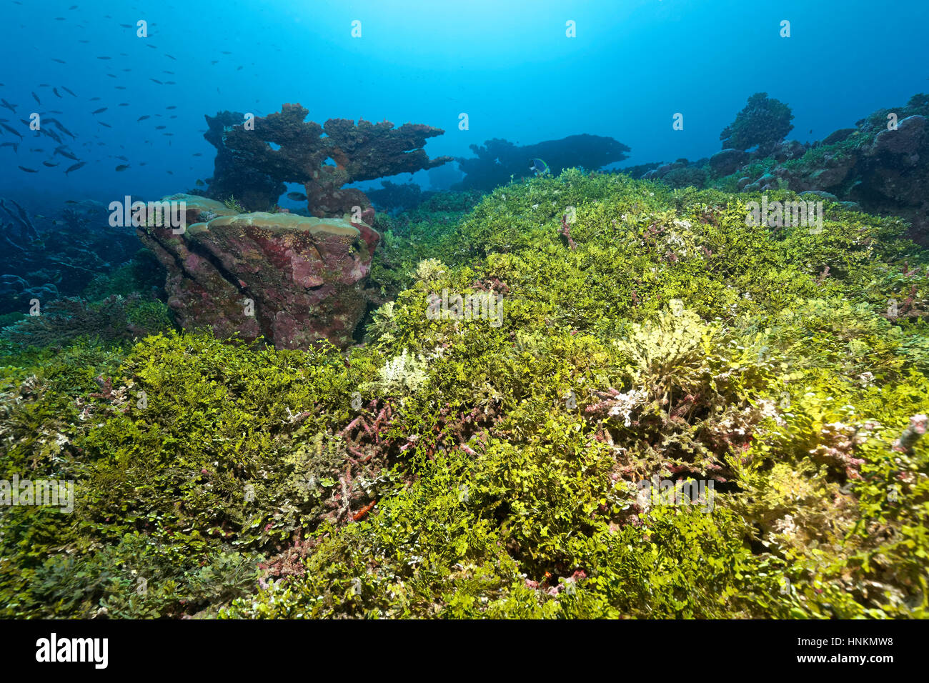 Coral reef, fouling, Halimeda algae (Halimeda copiosa), Indian Ocean, Maldives Stock Photo