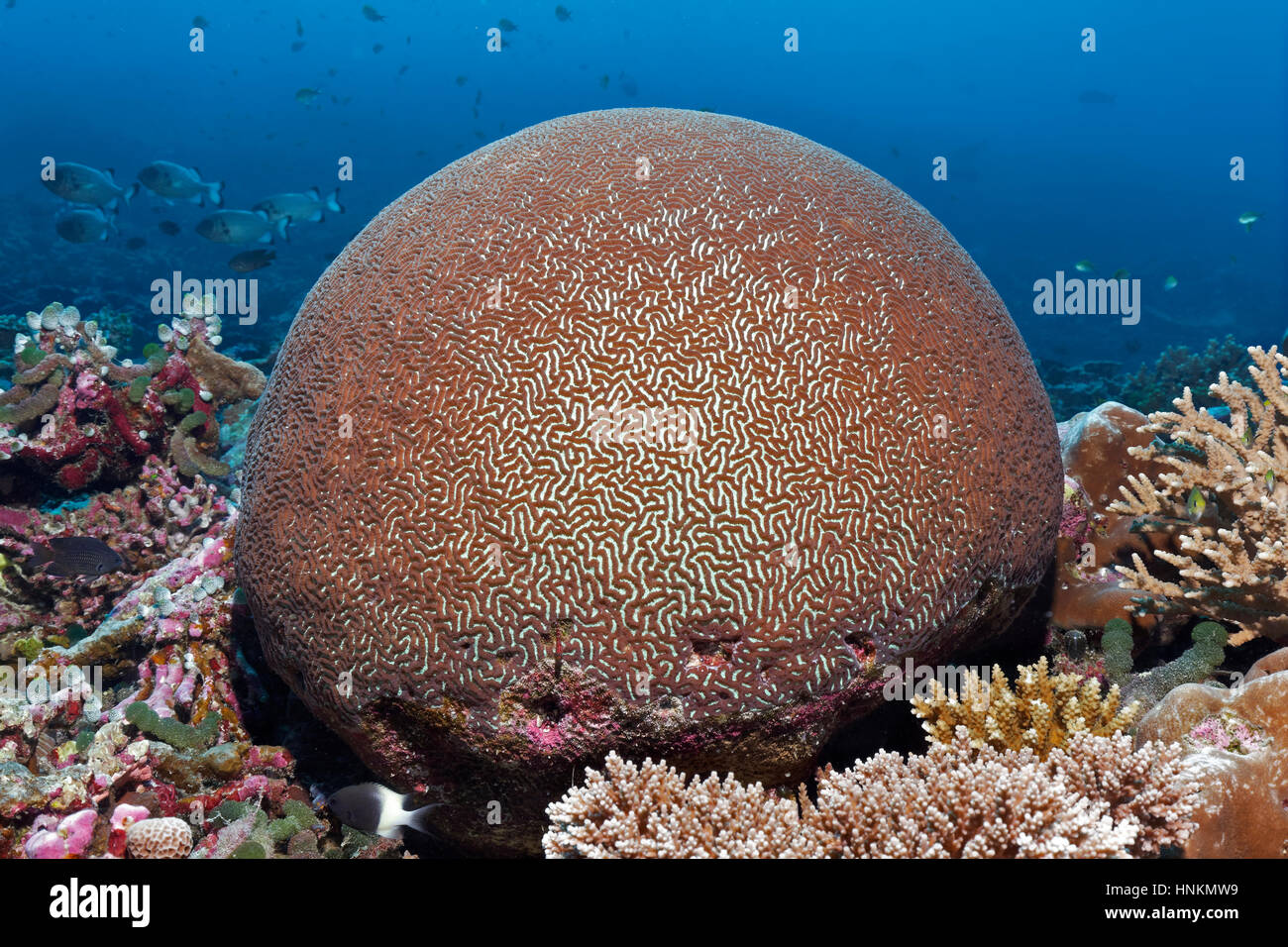 Stony coral (Platygyra pini), Indian Ocean, Maldives Stock Photo
