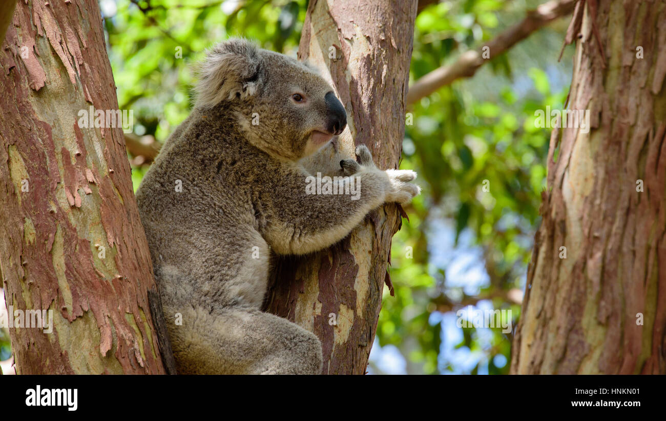 Koala bear in tree, NSW, Australia Stock Photo