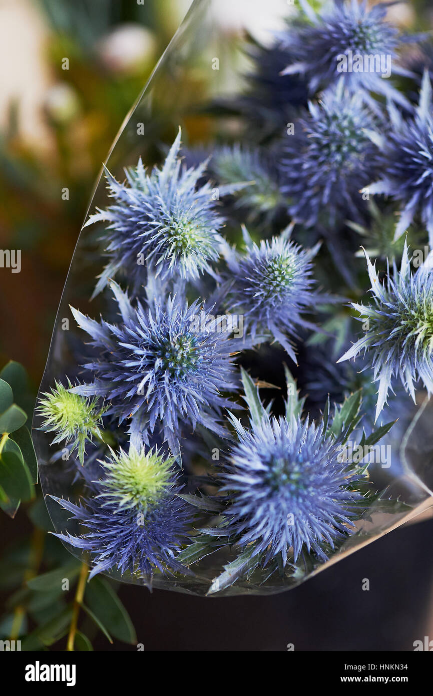 Eryngium Planum is a perennial plant of blue color, reaching a height