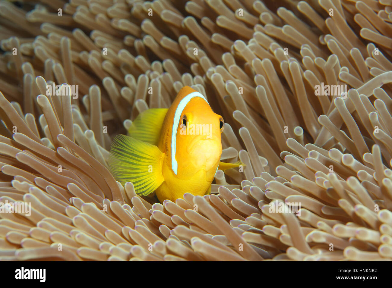 Maldive anemonefish (Amphiprion nigripes), magnificent sea anemone (Heteractis magnifica), Indian Ocean, Maldives Stock Photo
