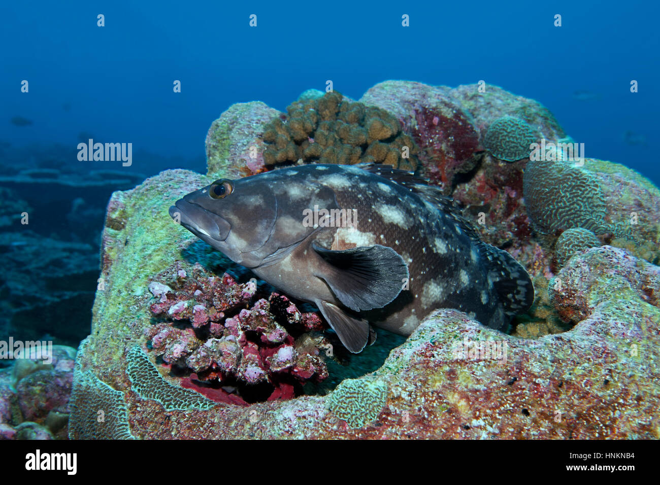 Whitespotted grouper (Epinephelus caeruleopunctatus) Indian Ocean, Maldives Stock Photo