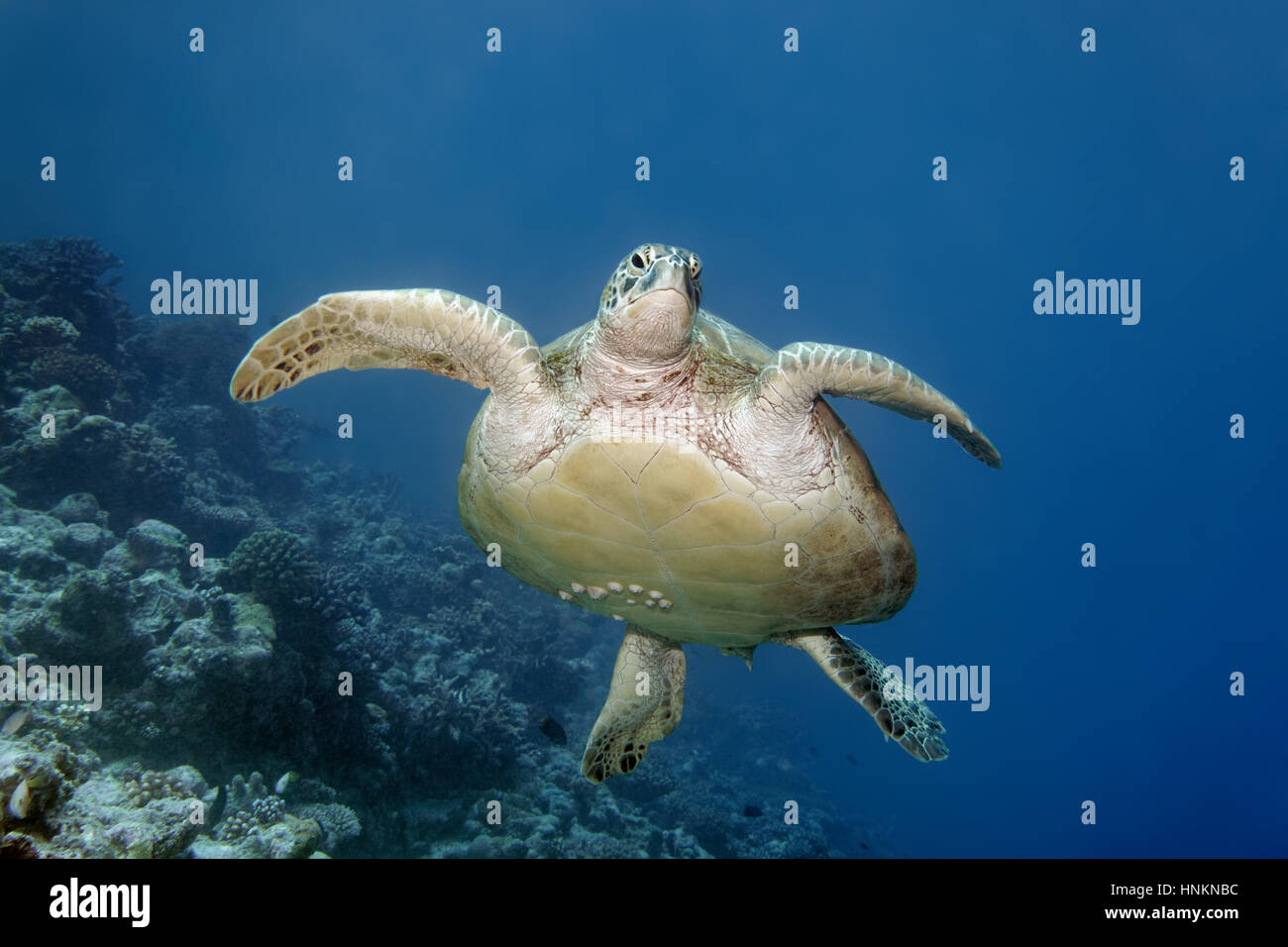 Green turtle (Chelonia mydas) with barnacles (Balanidae) swimming over coral reef, Indian Ocean, Maldives Stock Photo