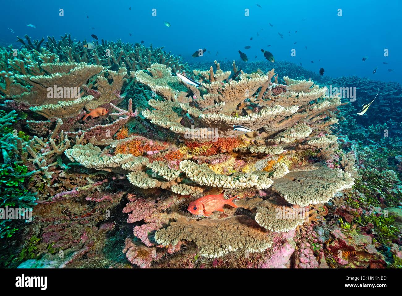 Blackbar soldierfish (Myripristis jacobus), various hard corals and sea fans, Indian Ocean, Maldives Stock Photo