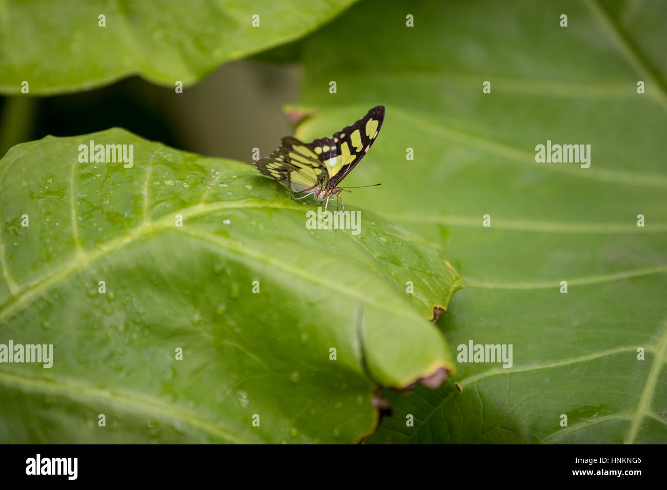 Malachite butterfly on foliage Stock Photo