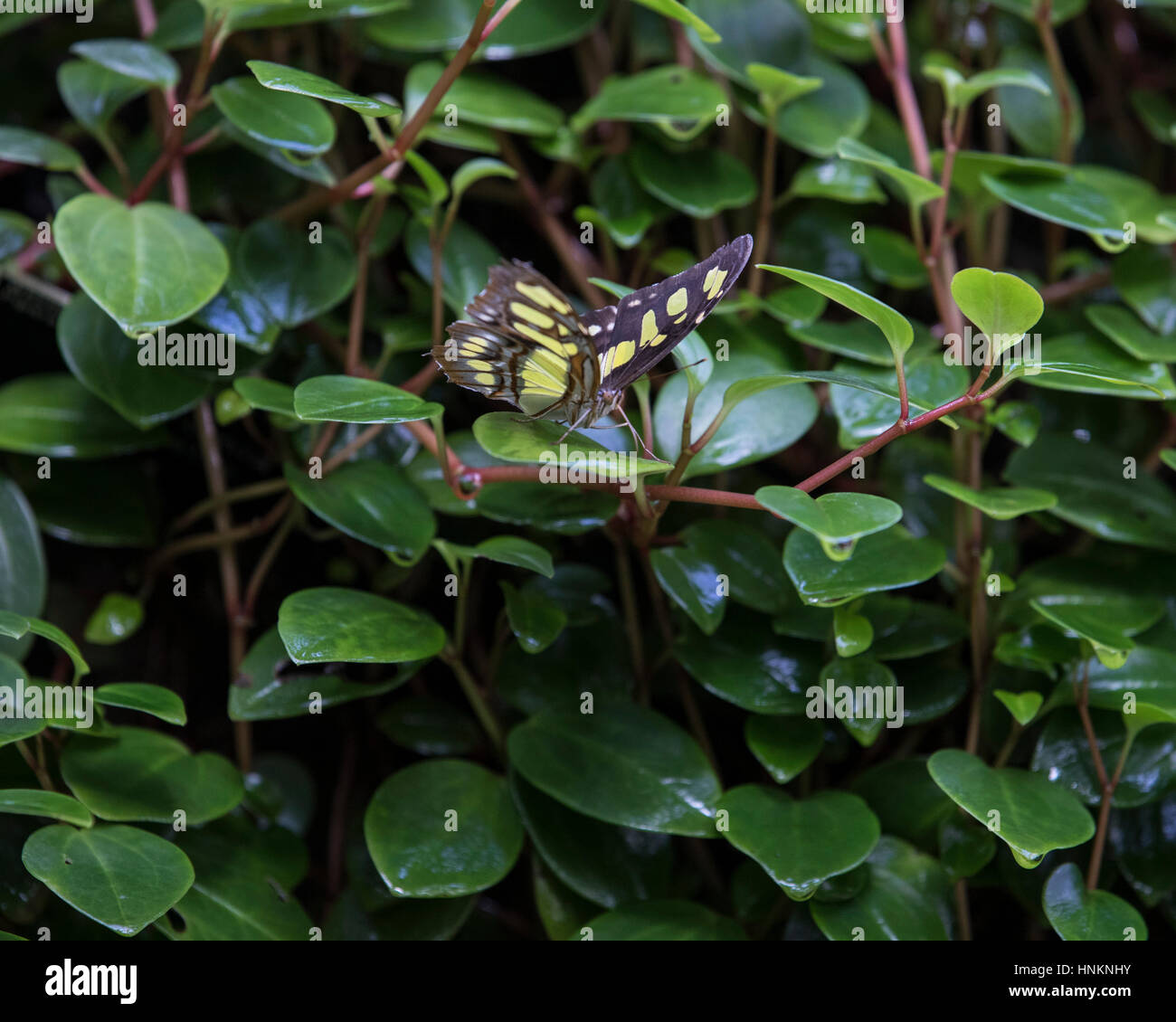 The Malachite neotropical butterfly resting on foliage Stock Photo