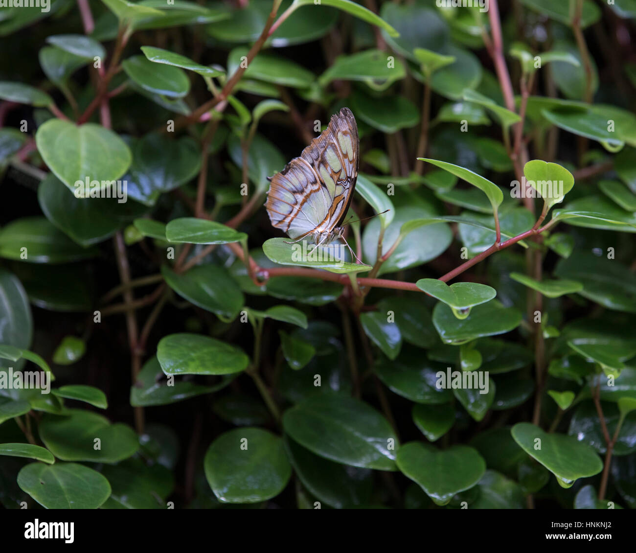 Malachite butterfly on foliage Stock Photo