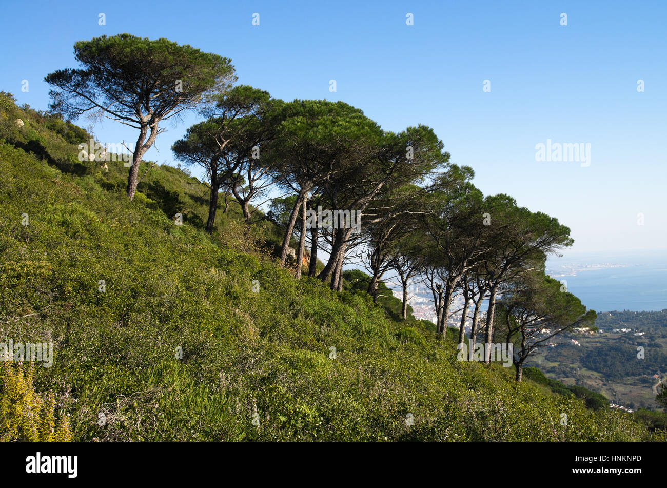Mountain slope at Serra da Arrabida with large Stone Pine (Pinus pinea) trees, aka Parasol Pine, over ground and bush vegetation. Portugal. Stock Photo