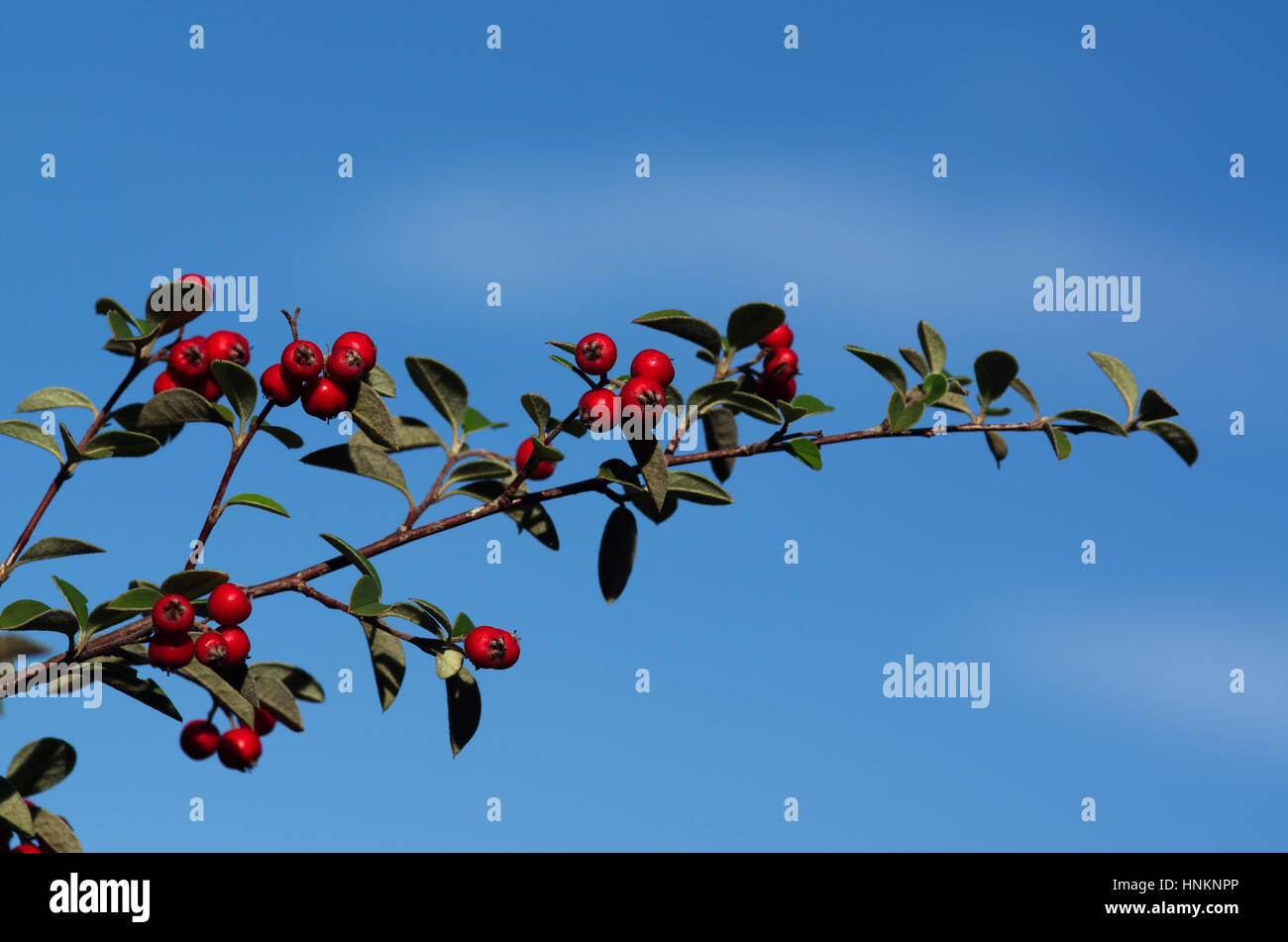 Cotoneaster branch with green leafs and red mature berries against the blue sky. Serra da Arrabida, Portugal. Stock Photo