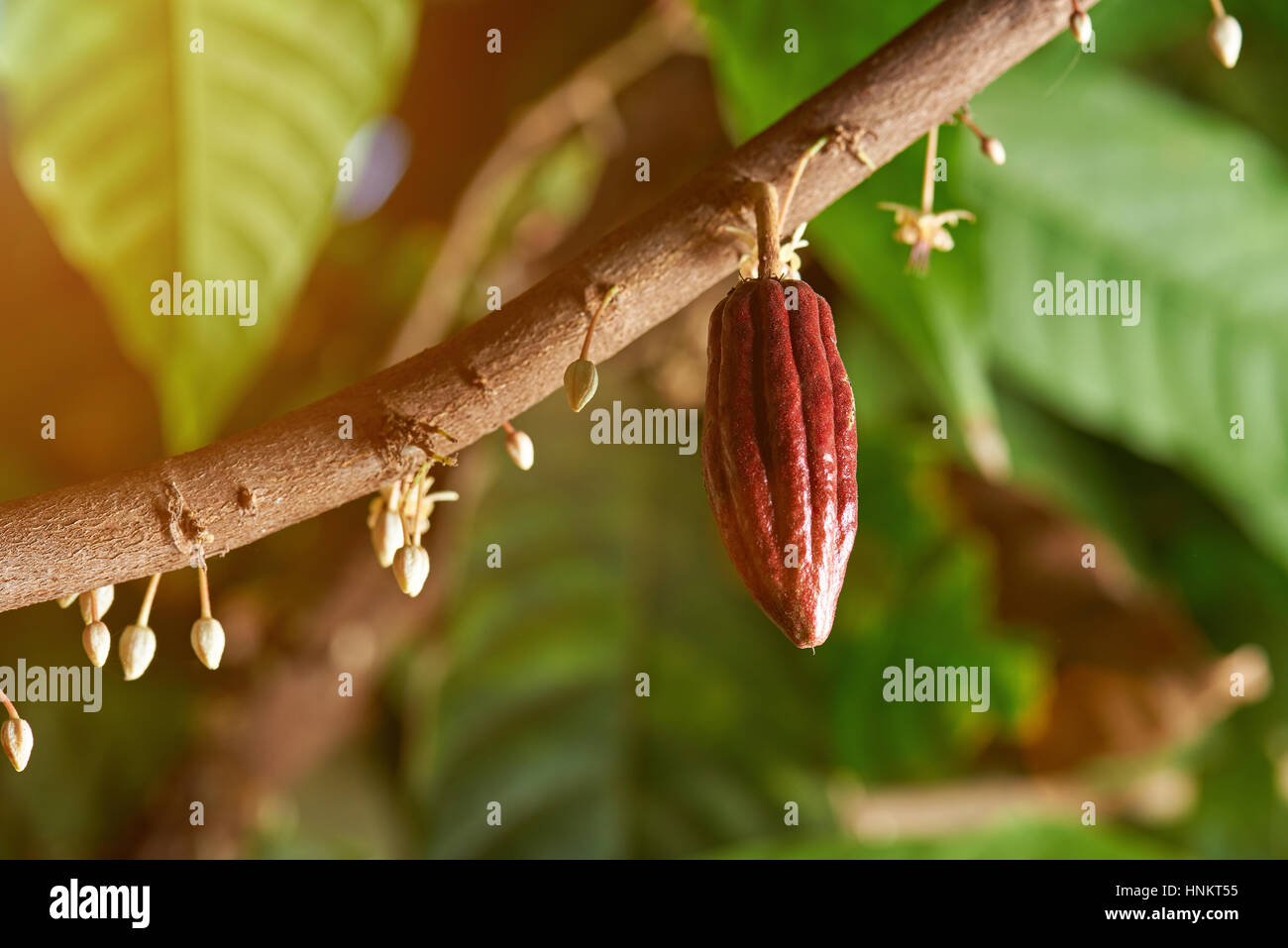 Cacao branch with young fruit and blooming cocoa flowers Stock Photo