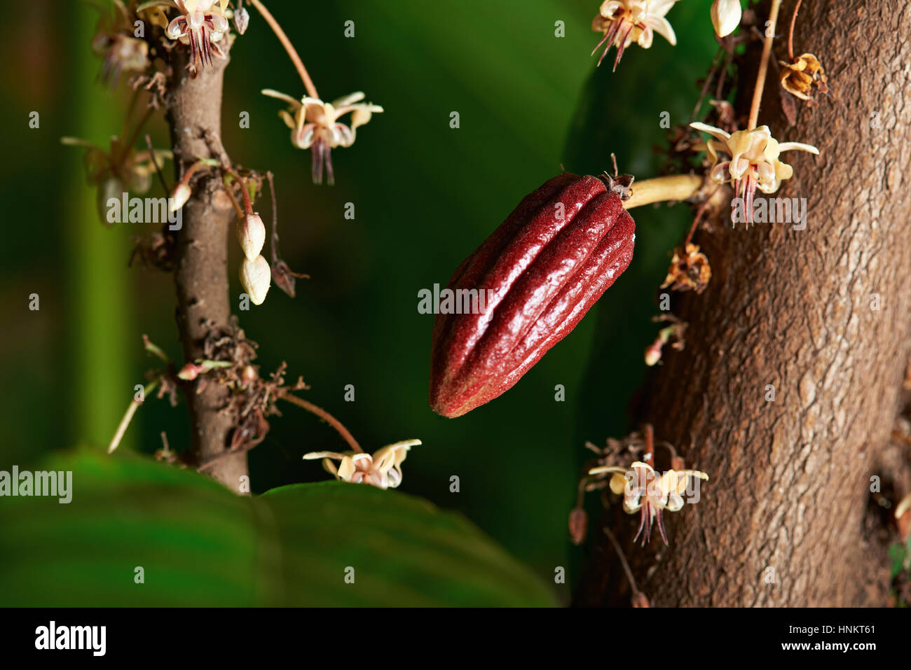 Cocoa tree theobroma cacao flowers hires stock photography and images