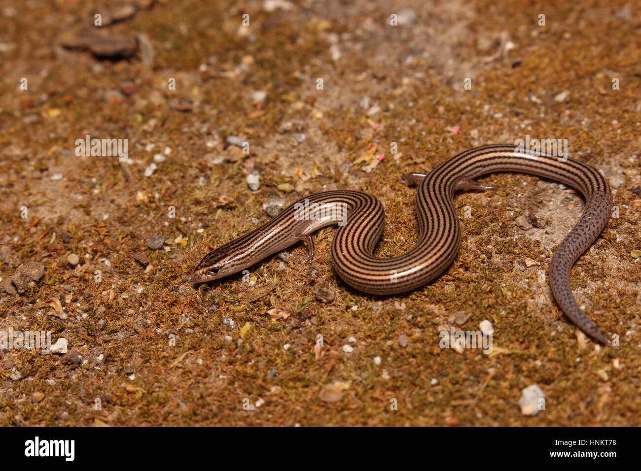 Reptile: Lined supple skink; Lygosoma lineata from Northern Western Ghats, Gujarat Stock Photo