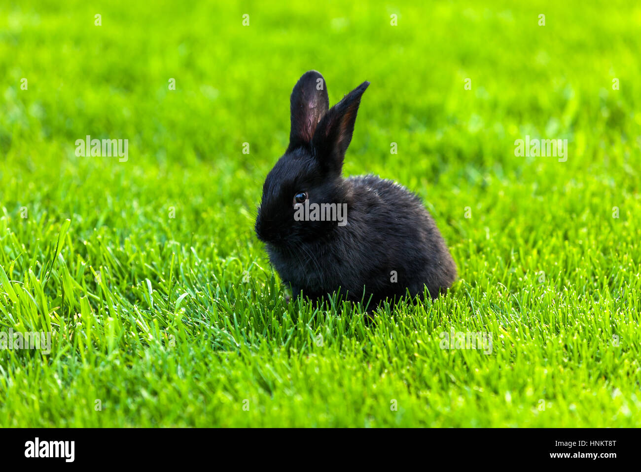 Black rabbits. little black cute rabbits sitting together on the green