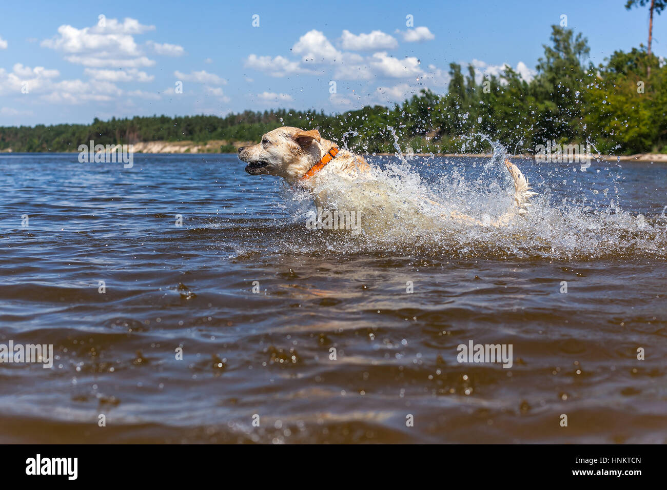 Labrador in the river. Big Labrador playing Stock Photo Alamy