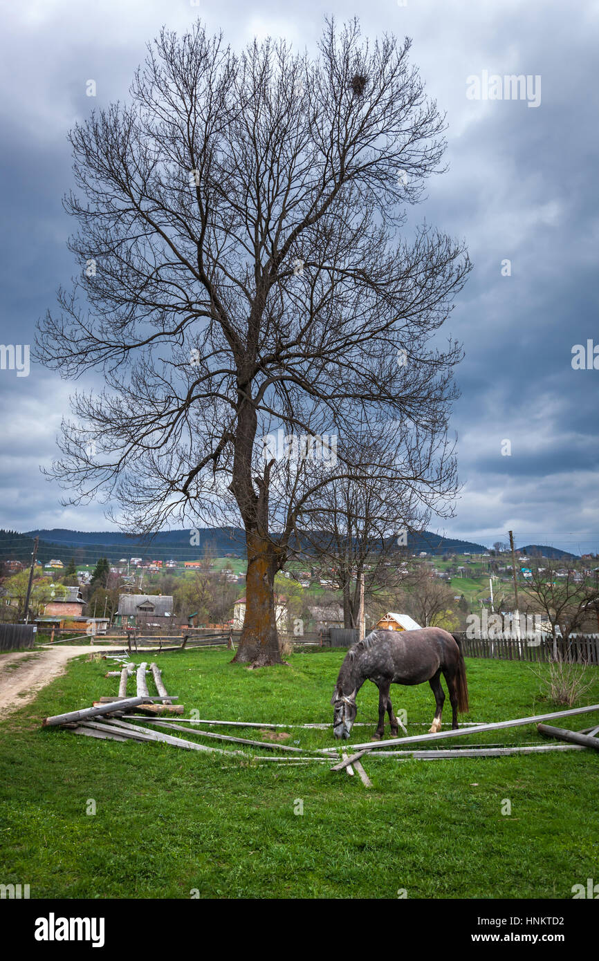 Grey horse. Beautiful grey horse on a summer pasture. horses an apple, hobbled horse, chain, ruins, gray, nature, poverty, misery, self-pity, despair, Stock Photo