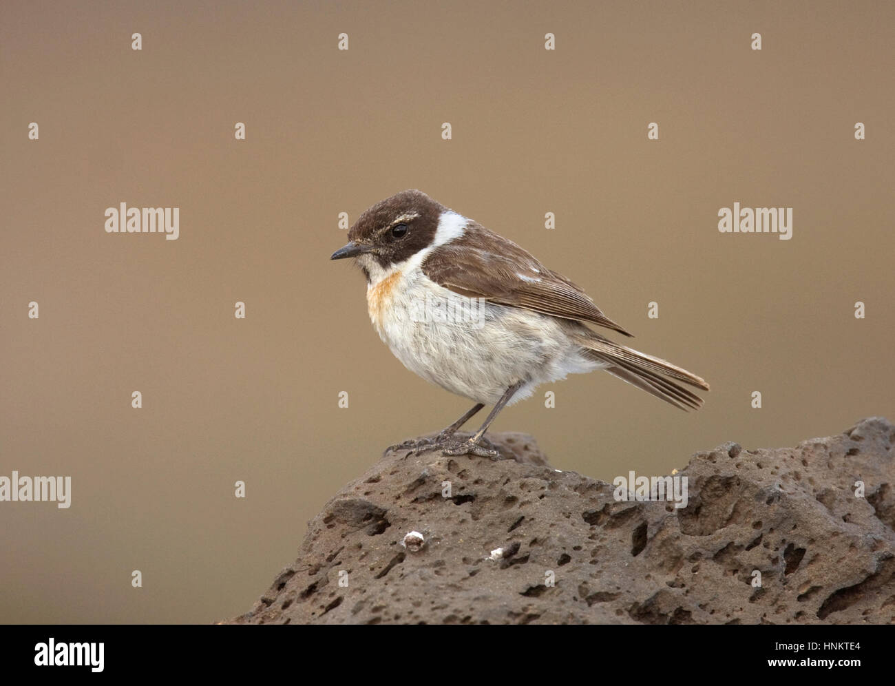 Canary Islands Stonechat - Saxicola dacotiae - male Stock Photo