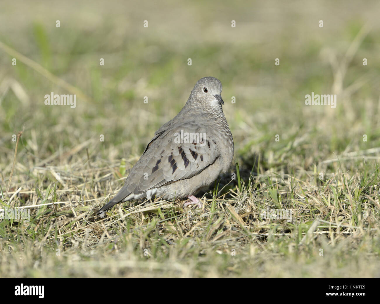 Common Ground-dove - Columbina passerina Stock Photo