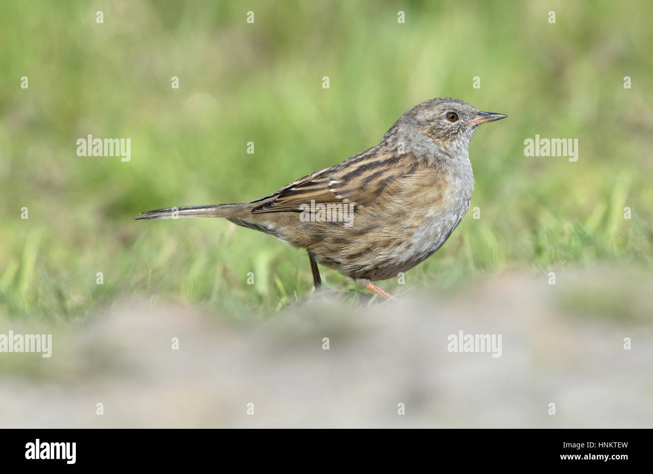 Dunnock - Prunella modularis Stock Photo