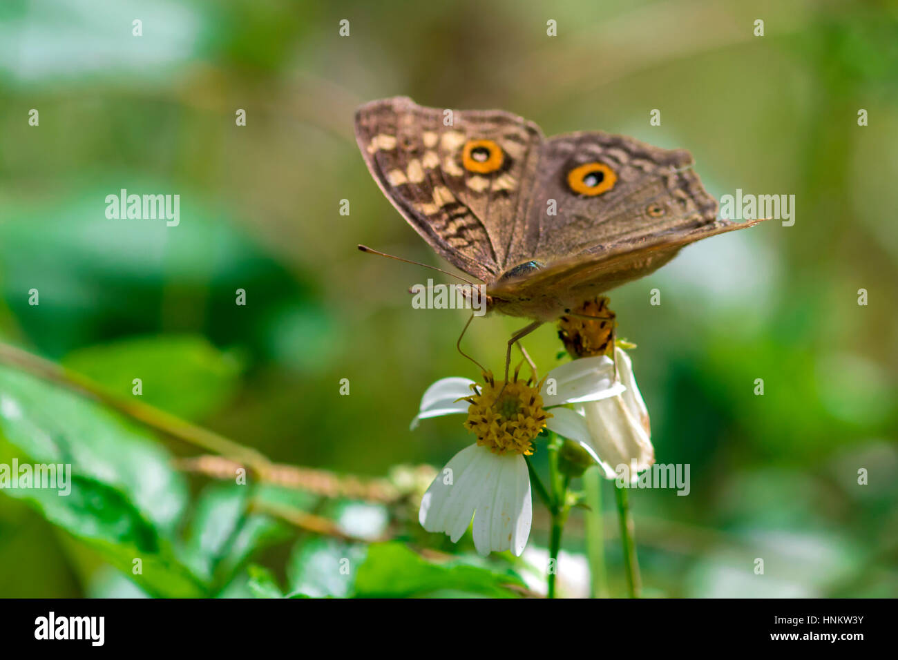 Butterfly on white flower Stock Photo - Alamy