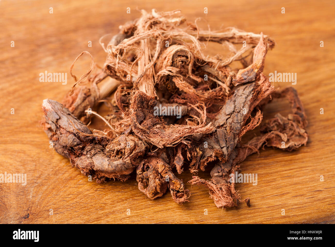 Bear root (Hedysarum neglectum) from Altai , Western Siberia Stock Photo