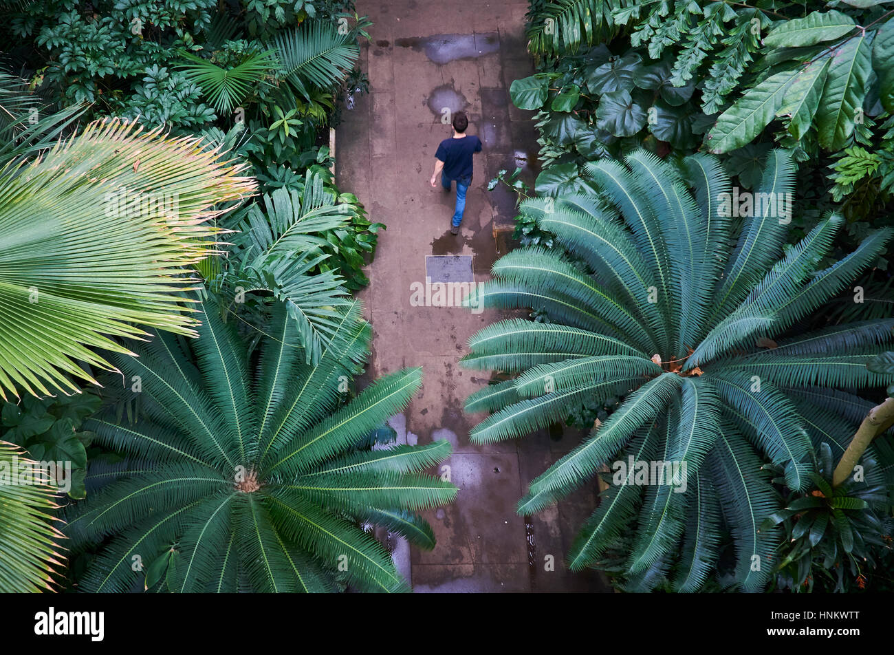 Looking down on a man walking on a path underneath tropical palm trees and plants Stock Photo