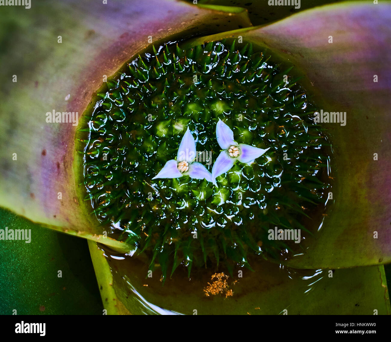 Detail of the flower of a tropical bromeliad looking down Stock Photo