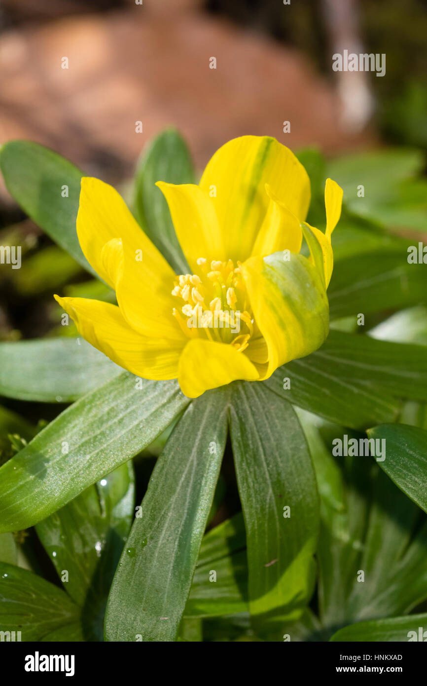 Late Winter flower of a fertile, semi-double form of the winter aconite, Eranthis hyemalis Stock Photo