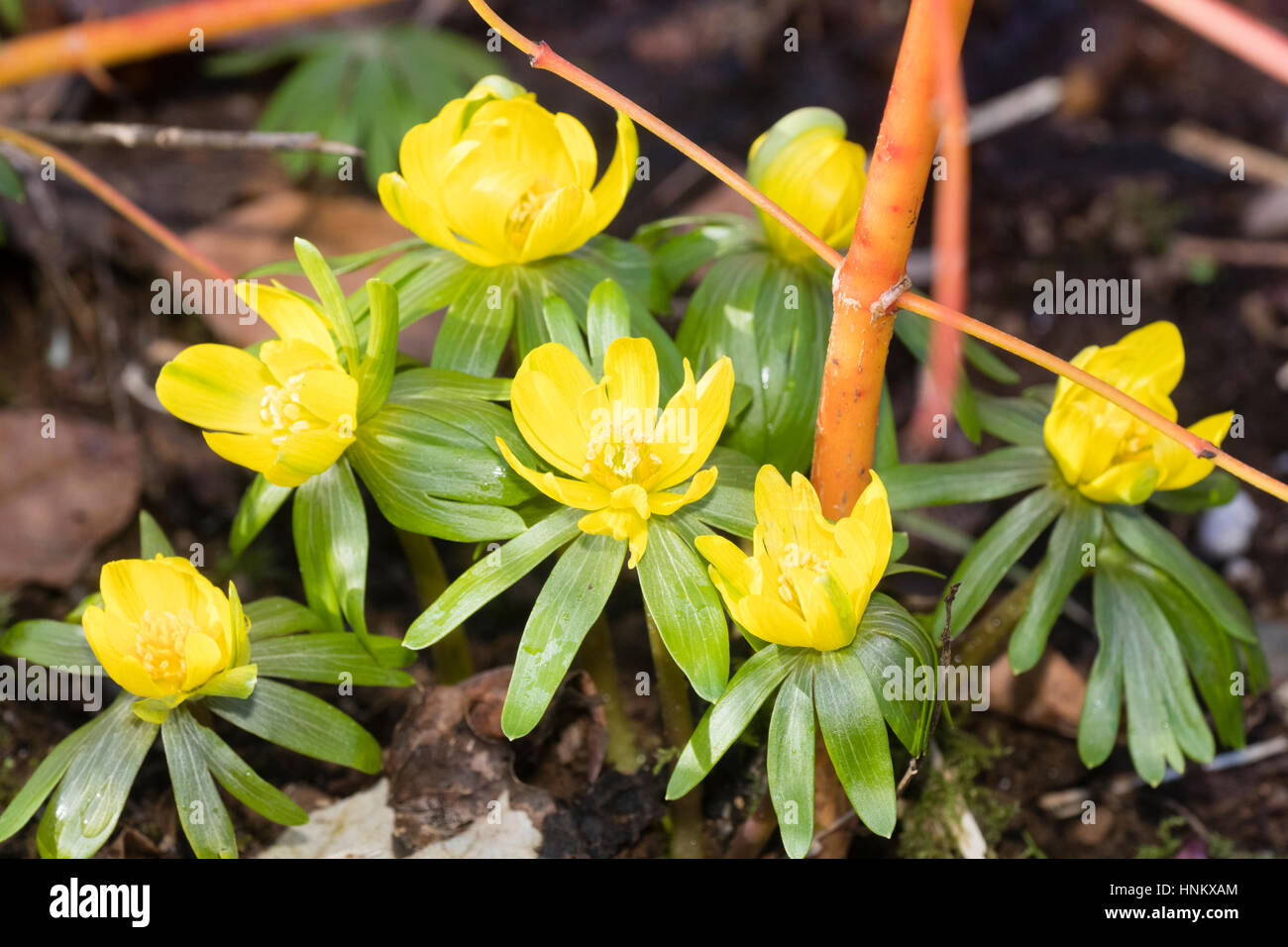 Late Winter flowers of a fertile, semi-double form of the winter aconite, Eranthis hyemalis Stock Photo