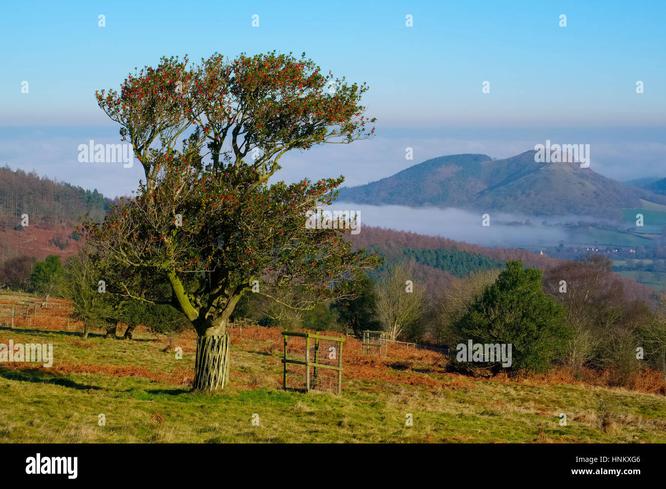 An ancient holly tree on the Hollies Nature Reserve, overlooking Earl's
