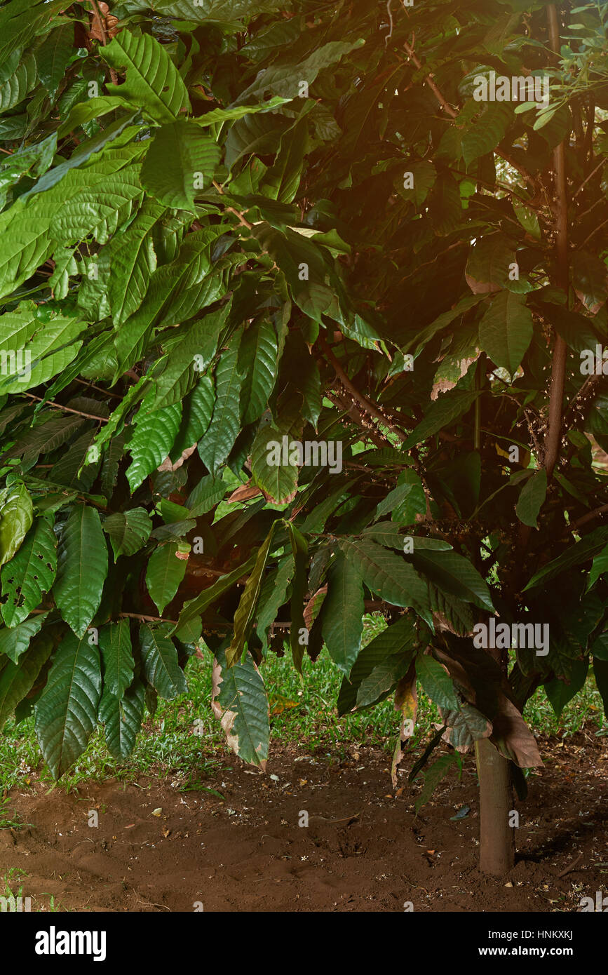 Cocoa tree theobroma cacao flowers hires stock photography and images