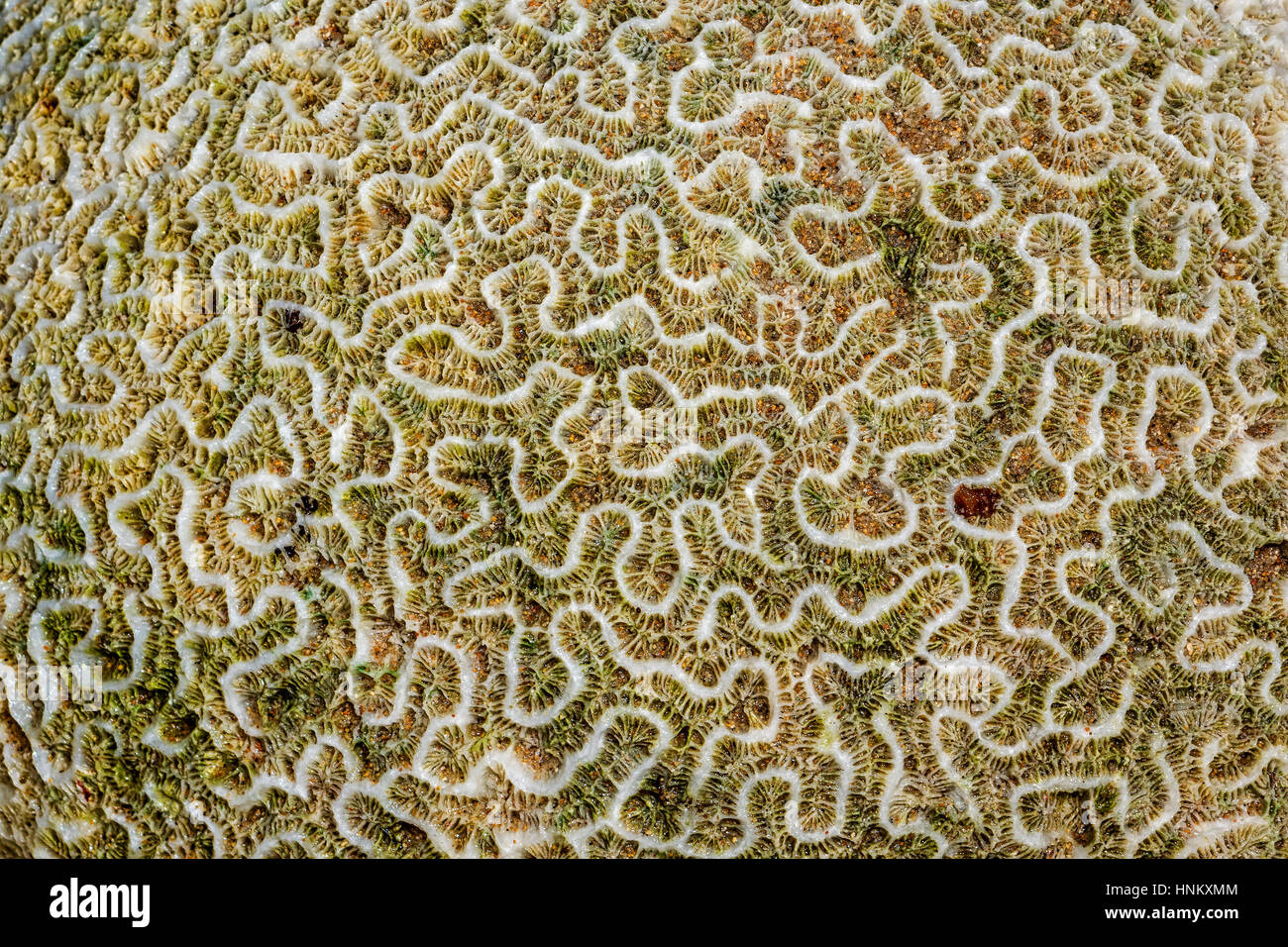 Brain Coral (Platygyra daedalea) Barbados West Indies Stock Photo