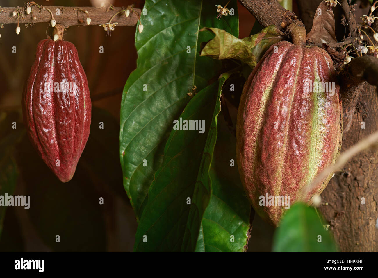 Cocoa tree flower hires stock photography and images Alamy