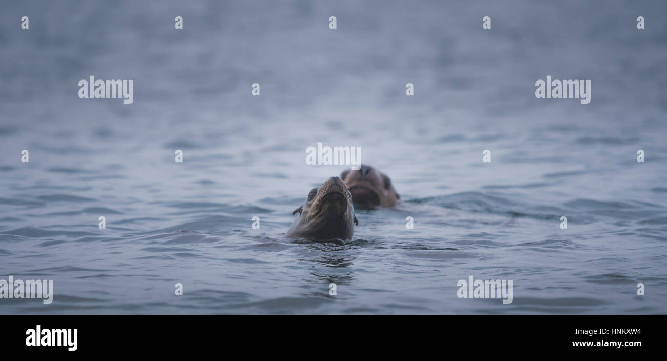 Group of sea lions hunting for fish Stock Photo - Alamy