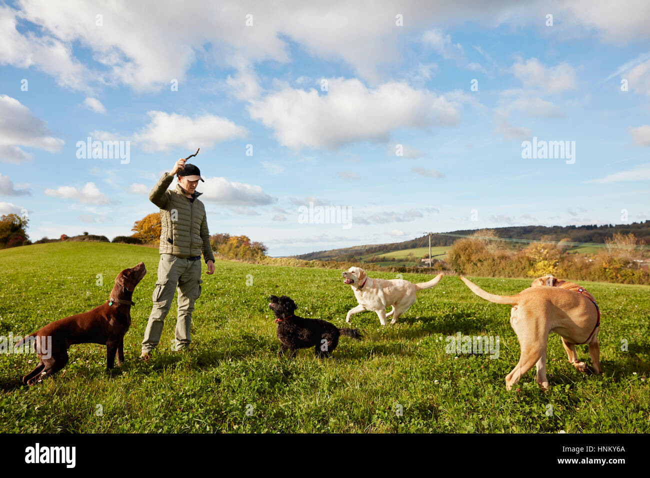 Dog walker, a man with his arm raised to throw a stick for three dogs Stock Photo Alamy