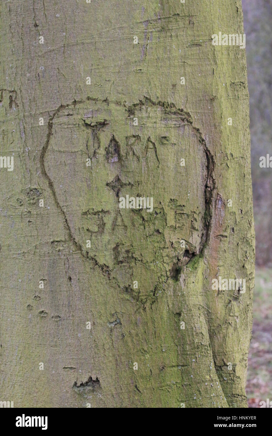 Heart and names carved into a tree trunk, Tara and Jamie Stock Photo