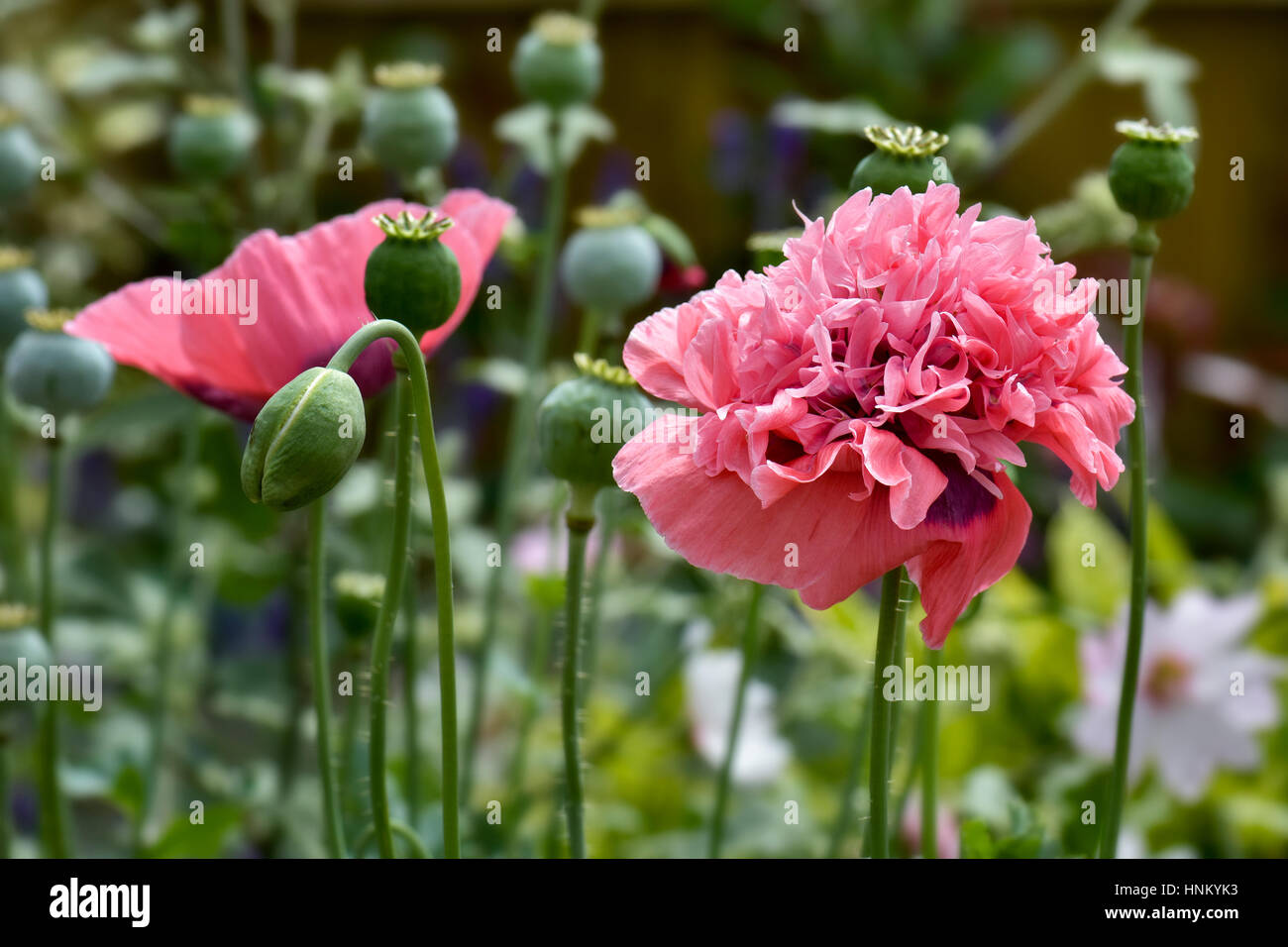 Triple headed giant Oriental poppy flowers in pink (papaver oreientale) with buds and seed heads Stock Photo