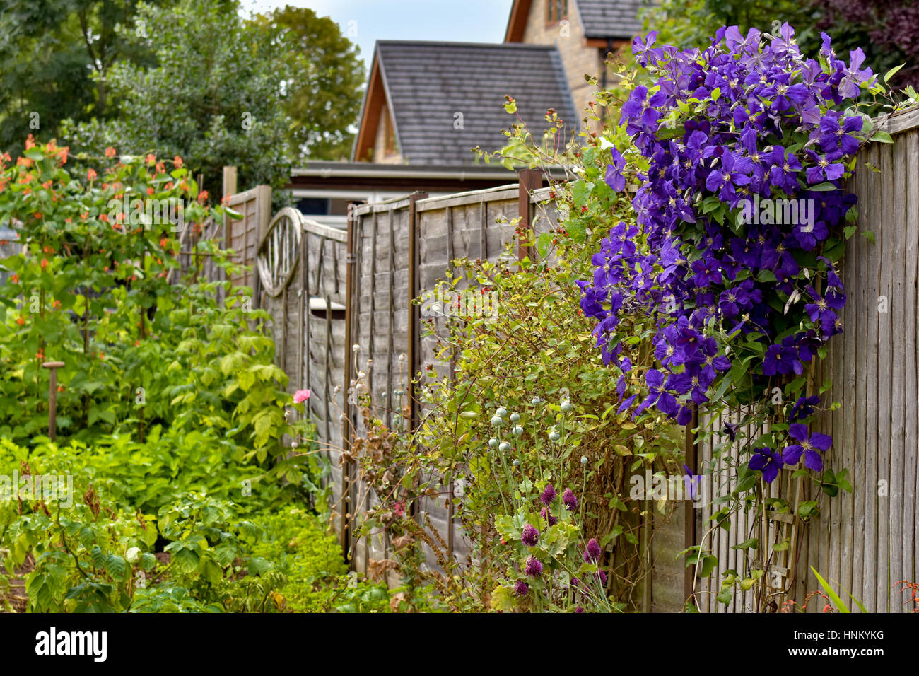 Overgrown garden in Bristol with clematis in the foreground and vegetable plants in the background Stock Photo